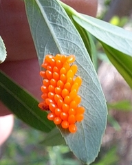 Chrysomela vigintipunctata