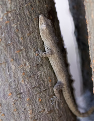 Hemidactylus frenatus