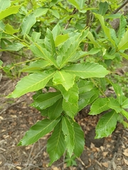 Quercus serrata brevipetiolata
