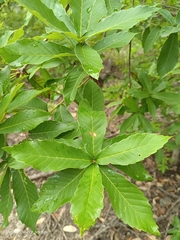 Quercus serrata brevipetiolata