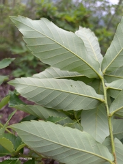 Quercus serrata brevipetiolata