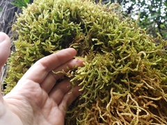 Weymouthia cochlearifolia