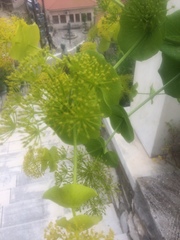 Smyrnium perfoliatum rotundifolium