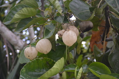 Hernandia labyrinthica