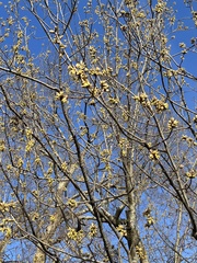 Cornus
