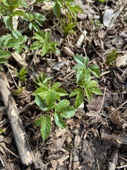 Aegopodium podagraria