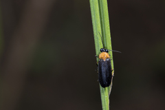 Abscondita cerata