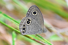 Ypthima nikaea