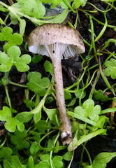 Spodocybe