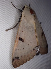 Ophiusa parcemacula
