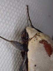 Ophiusa parcemacula