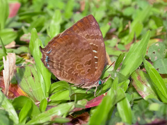 Arhopala centaurus