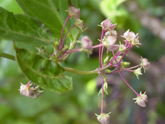 Vincetoxicum indicum