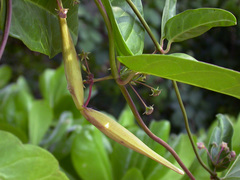 Vincetoxicum indicum