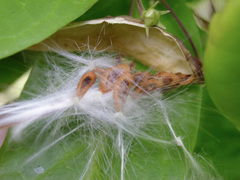 Vincetoxicum indicum