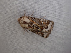 Proteuxoa florescens