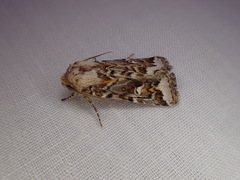 Proteuxoa florescens