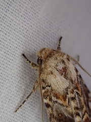 Proteuxoa florescens