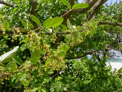 Vincetoxicum indicum