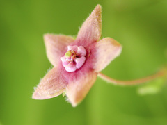 Vincetoxicum indicum
