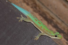 Phelsuma modesta