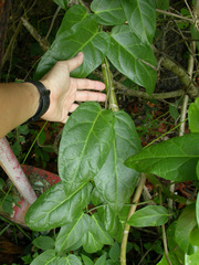 Vincetoxicum indicum