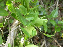 Vincetoxicum indicum