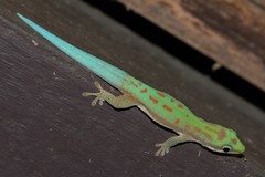 Phelsuma modesta