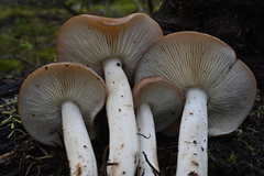 Rhodocollybia oregonensis