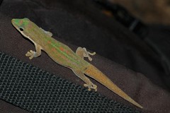 Phelsuma modesta