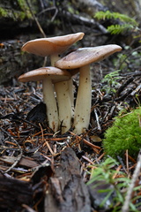 Rhodocollybia oregonensis
