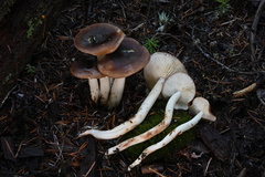 Rhodocollybia oregonensis