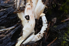 Rhodocollybia oregonensis