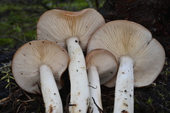Rhodocollybia oregonensis