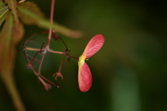 Acer palmatum