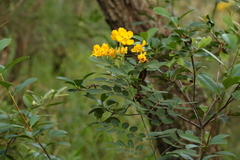 Senna pendula glabrata