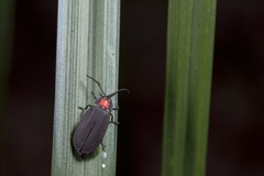 Pyrocoelia formosana