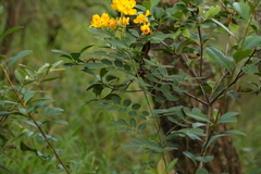 Senna pendula glabrata