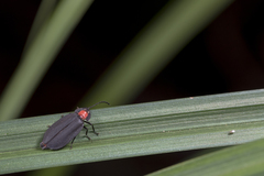 Pyrocoelia formosana