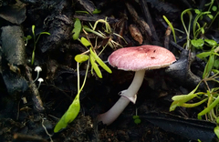 Lepiota decorata