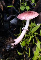 Lepiota decorata