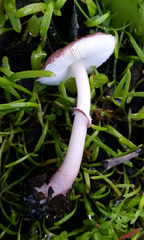 Lepiota decorata
