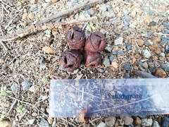 Eucalyptus megacornuta