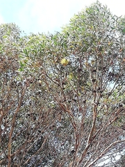 Eucalyptus megacornuta
