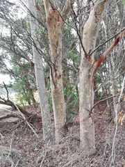 Eucalyptus megacornuta