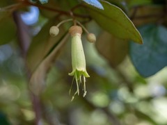 Correa lawrenciana, photograph Paul Whitington, CC BY, iNaturalist via GBIF