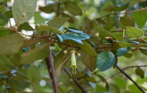 Correa lawrenciana, photograph 6