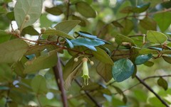 Correa lawrenciana, photograph Paul Whitington, CC BY, iNaturalist via GBIF