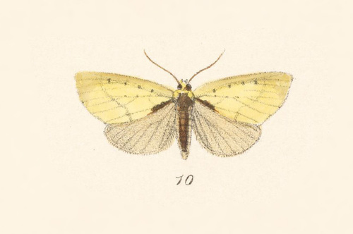 Xanthiria primulina