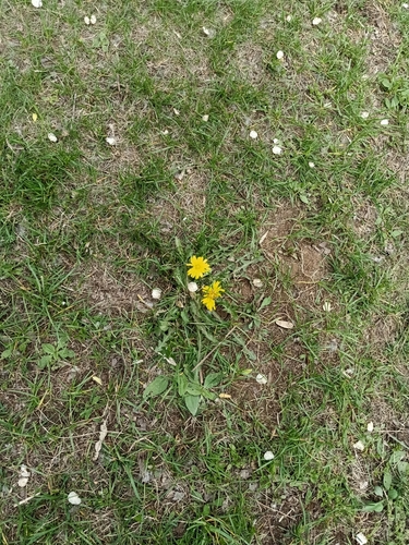 Mongolian Dandelion